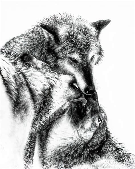 Wolf Love Drawing