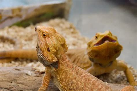 Yellow Fungus Bearded Dragon Causes Symptoms And Treatment