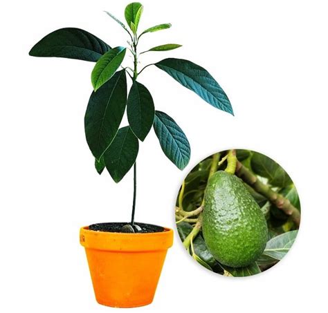 Buy Butter Fruit Plant (Avocado) in India from Econut Plants