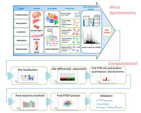 Ijms Free Full Text Clinically Relevant Post Translational