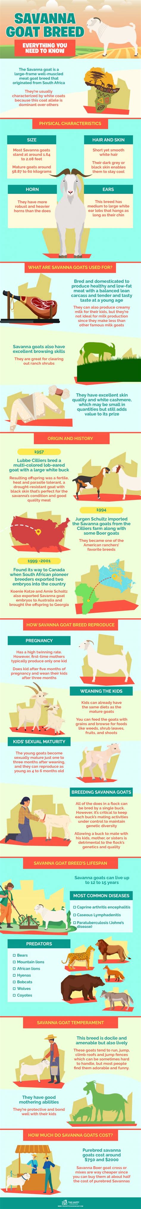 Savanna Goat Breed - Everything You Need to Know