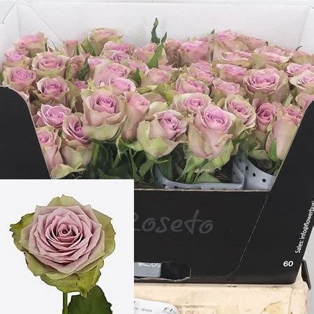 Rose Samantha S Bridal 40cm Wholesale Dutch Flowers Florist Supplies UK