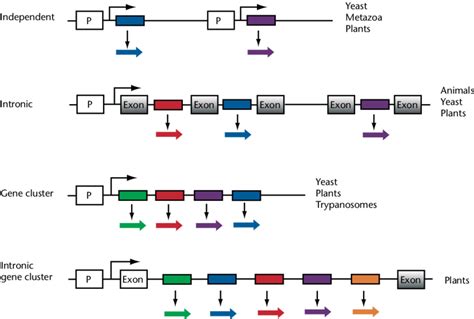 Expression of snoRNAs. Various types of snoRNA production are... | Download Scientific Diagram