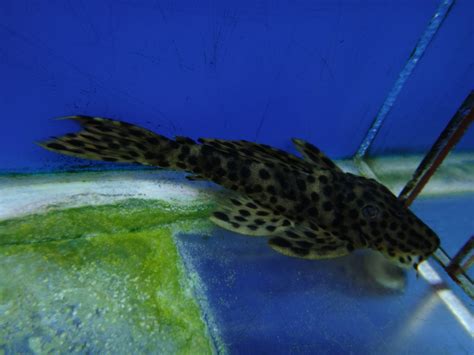 Gold Vampire Pleco - Marine Warehouse Aquarium