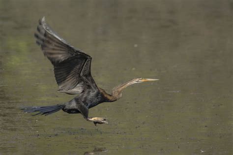 Oriental Darter | Rahul Alvares