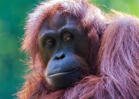 Sepilok Orangutan Rehabilitation Centre Harga Tiket