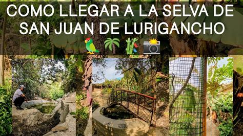 🦜🌴🥇cÓmo Llegar A La Selva Escondida De San Juan De Lurigancho🤔 Con S