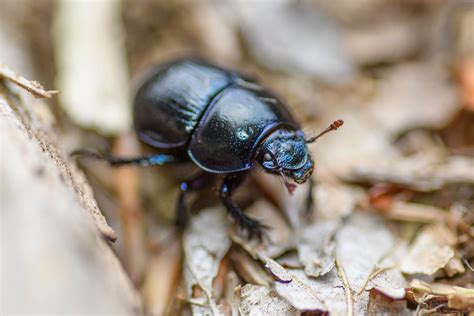 Blue Mint Beetle Martin Sramek Flickr