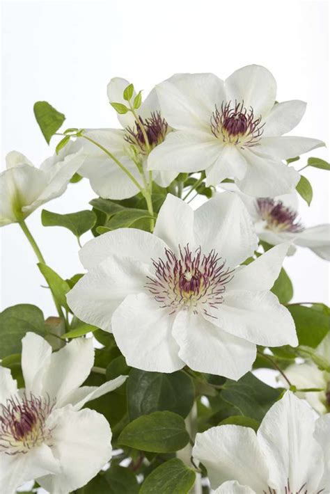 Clematis Boulevard® Ninon™ Evipo052 Hoogeveen Plants