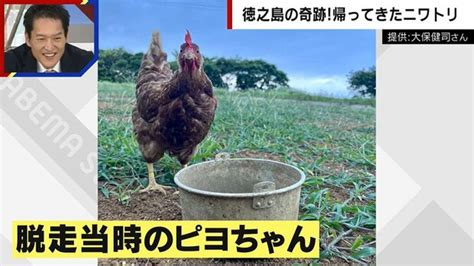 〝奇跡のニワトリ〟ピヨちゃんに新事実発覚 失踪前はヒヨコじゃなかった！ ライブドアニュース