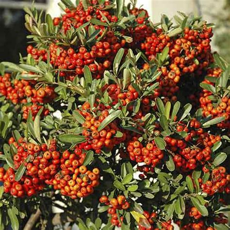 Пираканта Orange Glow (4111): купувайте по поща в България | онлайн ...