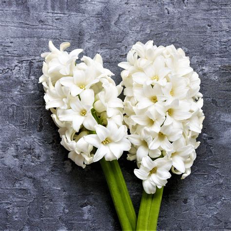 Gorgeous White Hyacinth Bulbs For Sale Online | White Pearl – Easy To ...