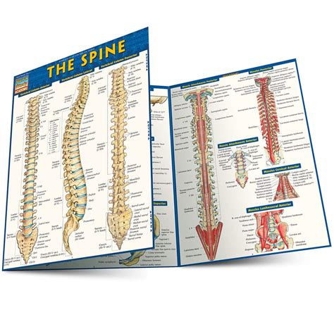 Buy The Spine Quick Study Academic Book Online At Low Prices In India