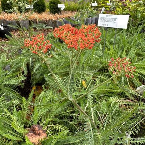 Achillea X Terracotta Yarrow Scioto Gardens Nursery