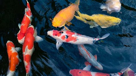 9 Koi Pond Maintenance Tips For A Healthy Pond Angi