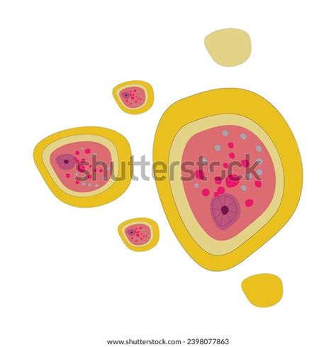 Typical Structure Entamoeba Histolytica Stock Vector Royalty Free 2398077863 Shutterstock