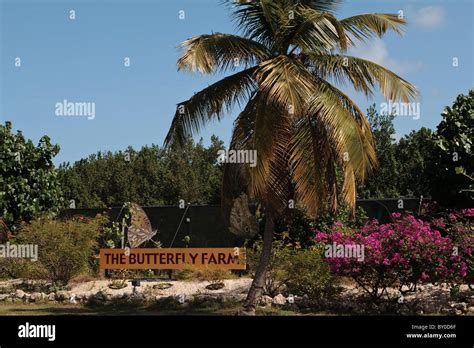 Butterfly butterflies farm aruba hi-res stock photography and images - Alamy