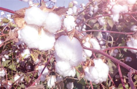 About Cotton Egypt Association Egyptian Cotton™