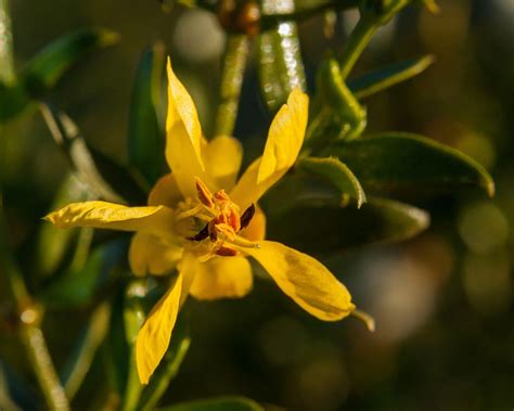 Creosote Flower in Estrella Mountain Regional Park