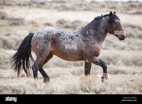 Roan bay hi-res stock photography and images - Alamy