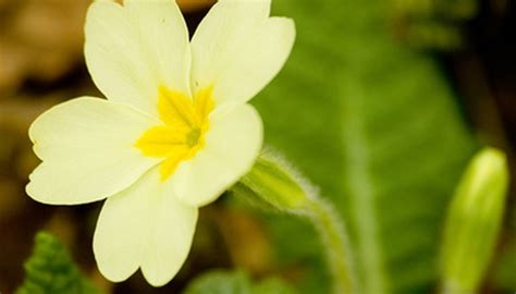 Flowers & Plants Found in Temperate Forests | Sciencing