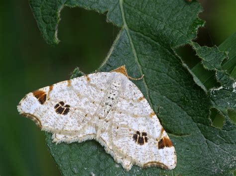 Macaria Notata Rimvydas Kinduris Flickr