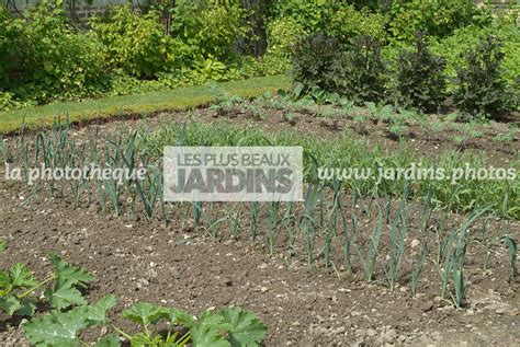 La Phototh Que Les Plus Beaux Jardins Potager Rang De Poireau