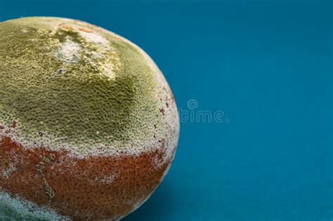 Rotten Orange Is Covered With Green And White Mold On A Blue Background