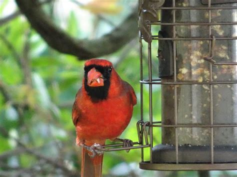 Vogel Kardinal Rot Kostenloses Foto Auf Pixabay Pixabay