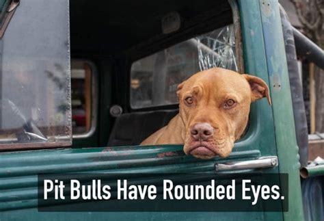 interesting facts  pit bull dogs tail  fur