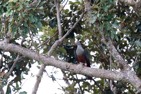 Spotted Imperial Pigeon Tonjiandsylviasbirdlist