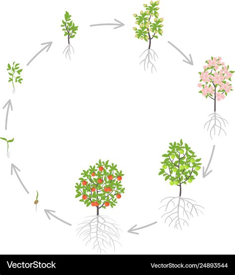 Apple tree growth stages Royalty Free Vector Image