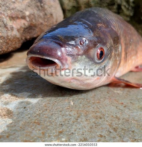 Front Side Close Fish Mouth Open Stock Photo 2216010553 | Shutterstock