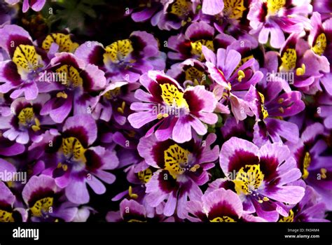 Schizanthus Wisetonensis Poor Man S Orchid Butterfly Flower