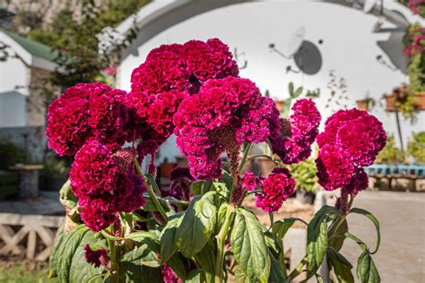 Come Coltivare La Celosia In Vaso Ohga