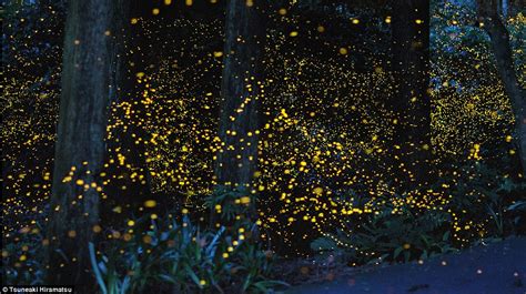 Lighting Up The Night Stunning Time Lapse Images Of Fireflies That