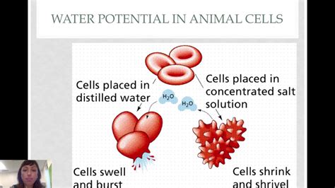 Shrinking red blood cells: Microcytic Anemia: Symptoms, Types, and ...