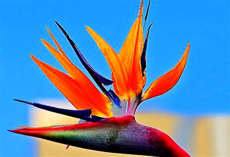 Strelitzia Bakgrundsbilder Hd Ladda Ner Gratis