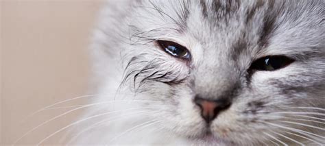 Cat Eye Discharge – Causes & Information - Petsoid