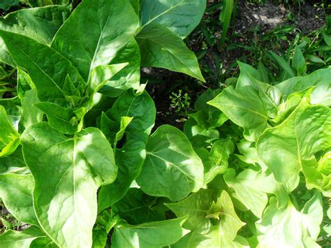 Мирабилис слабительная, ночная красавица (Mirabilis jalapa)