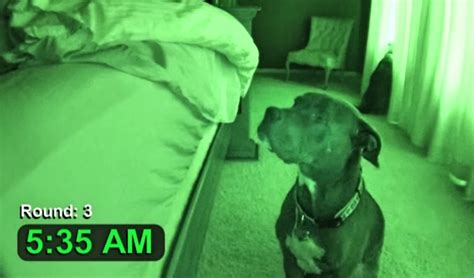 He Setup a Night Vision Camera To Document His Dog's Daily Routine. Hilarious!