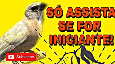 Como Fazer O Trinca Ferro Cantar Bitola YouTube