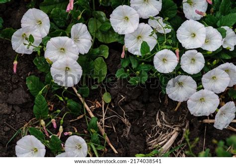 Field Bindweed Convolvulus Arvensis European Bindweed Stock Photo