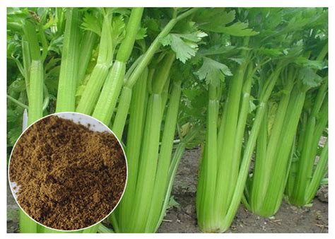 80 Mesh Celery Extract Powder Celery Seed Apium Graveolens Extract For Arthritis