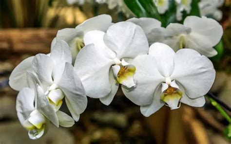 Dendrobium Orchids Varieties: 30 Types of Dendrobium