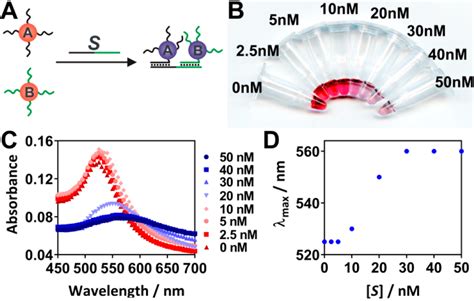 A Schematic Illustration Of The Plamonic Readout Using Dna Aunps B