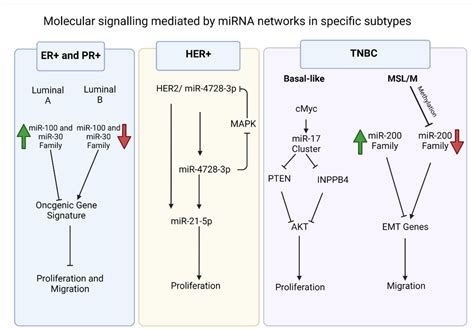 Breast Cancer Subtype Specific Mirnas Encyclopedia Mdpi