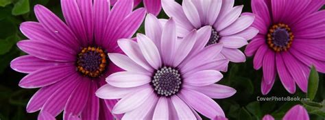 Vibrant Pink Purple Flowers Facebook Cover - Nature