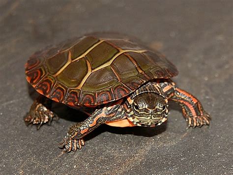 Eastern Painted Turtles for sale | The Turtle Source