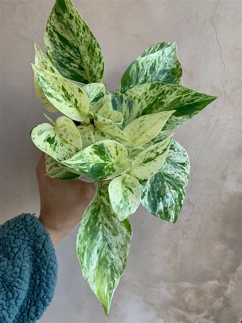 Pink Pothos Plant Pothos Plant